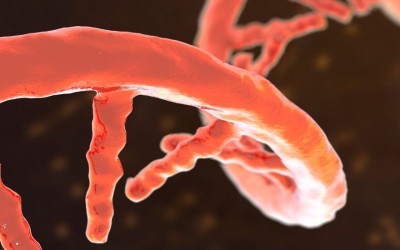 Could messenger RNA be a new way to detect preeclampsia before it strikes?