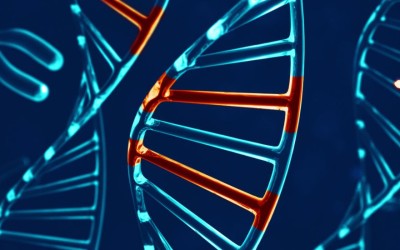 Genetic predictors of blood pressure traits are associated with preeclampsia